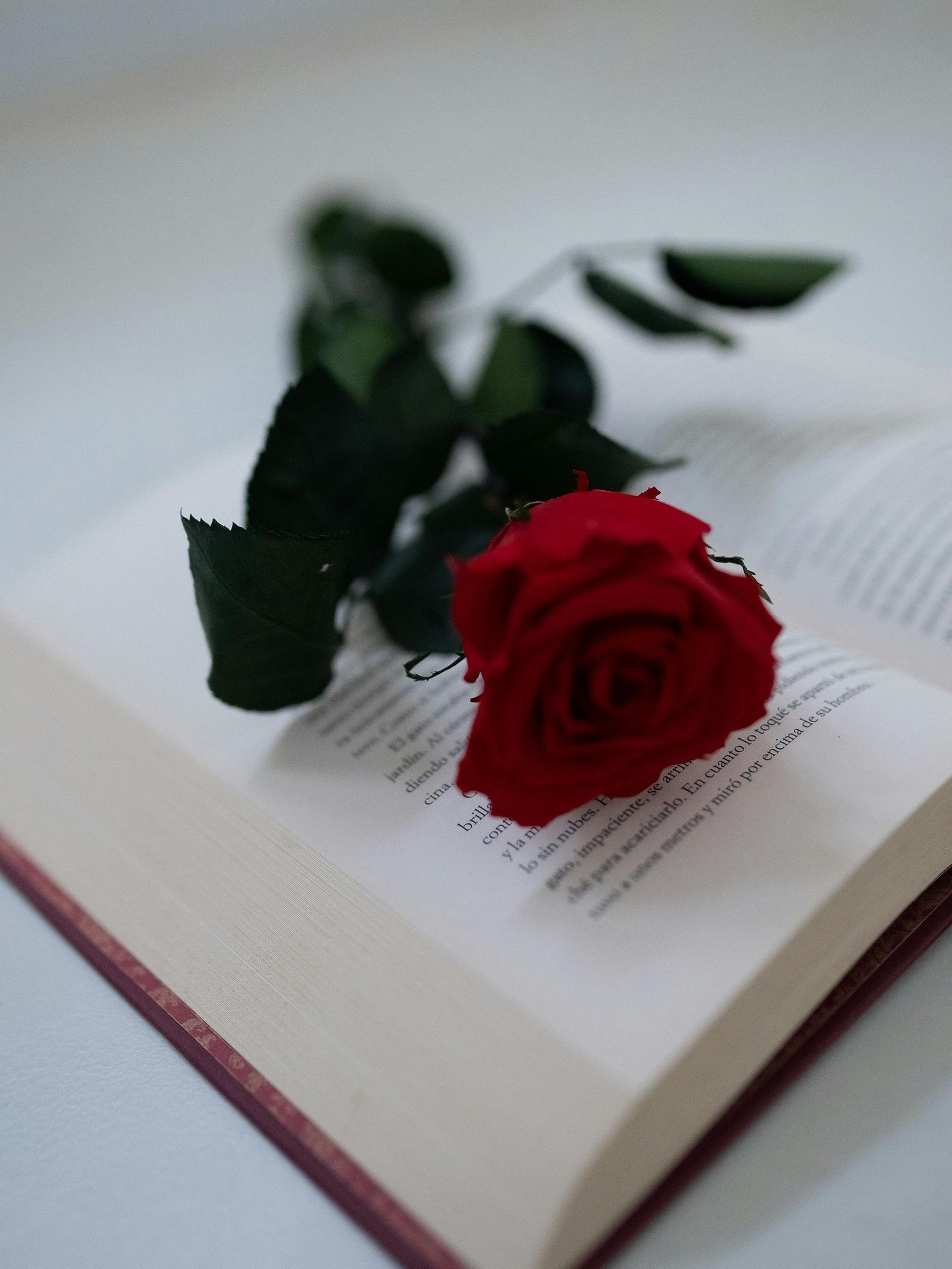 Rosa roja sobre un libro abierto, referencia a Sant Jordi